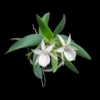 Angraecum leonis orchid plant for sale