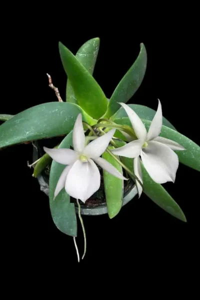 P. willinckii ’Jenny’2805 Platycerium willinckii 'Jenny' TC | website