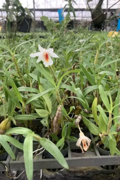 Dendrobium fuerstenbergianum
