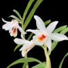 Dendrobium fuerstenbergianum – Buy Online | Sib Orchid Dendrobium fuerstenbergianum