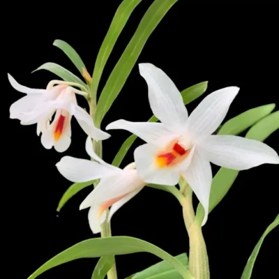 Dendrobium fuerstenbergianum