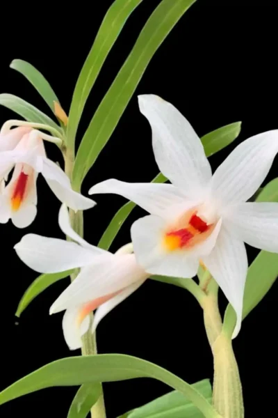 Dendrobium fuerstenbergianum