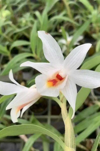 Dendrobium fuerstenbergianum