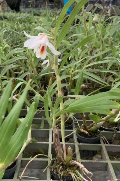 Dendrobium fuerstenbergianum