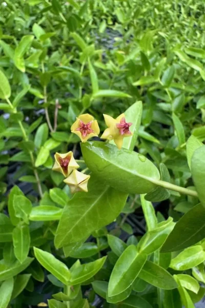 Hoya densifolia