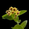 Hoya densifolia – Buy Online | Sib Orchid Hoya densifolia