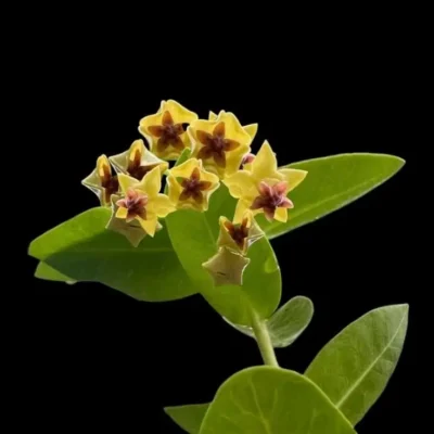 Hoya densifolia