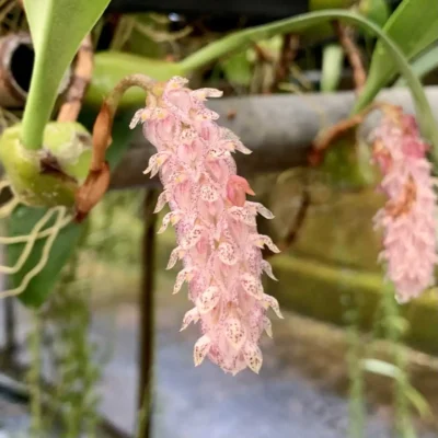 Bulbophyllum lilacinum