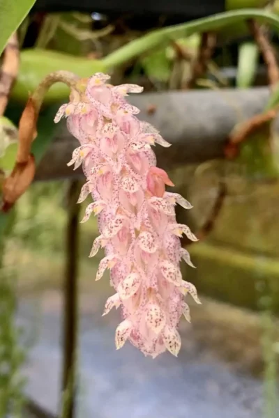 Bulbophyllum lilacinum