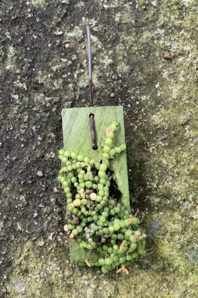 Bulbophyllum moniliforme