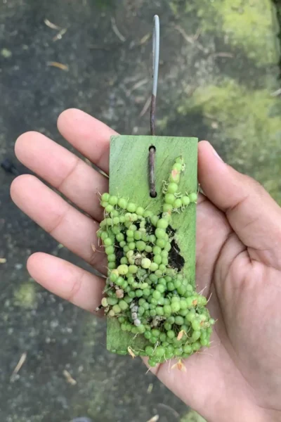 Bulbophyllum moniliforme