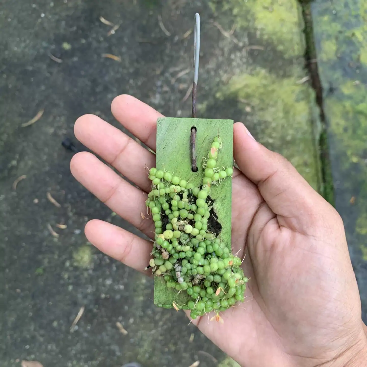 Rare Orchid For Sale Bulbophyllum Moniliforme | SibOrchid.com