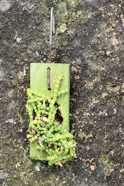 Bulbophyllum moniliforme