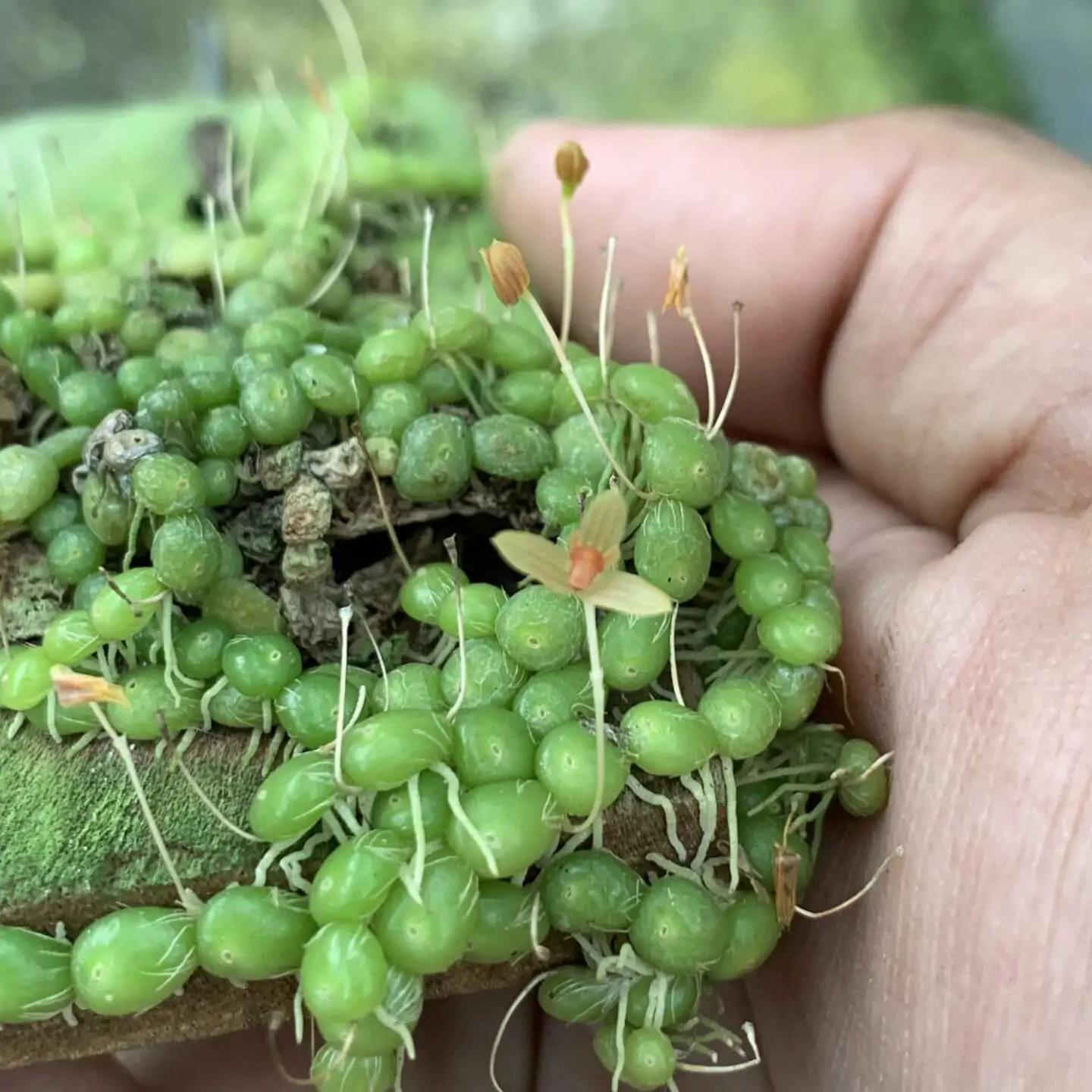 Rare Orchid For Sale Bulbophyllum Moniliforme | SibOrchid.com