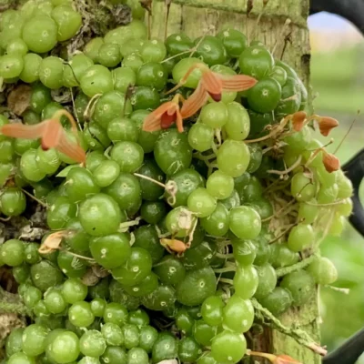 Bulbophyllum moniliforme