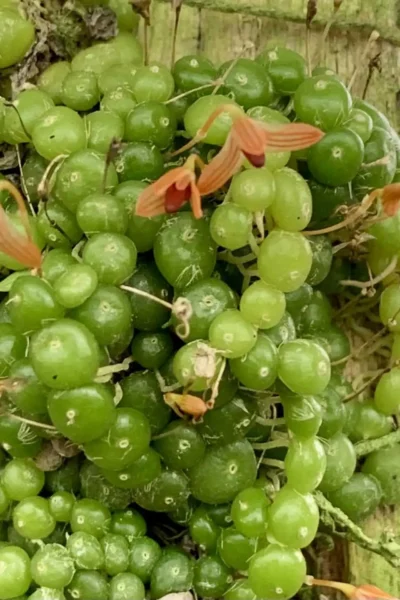 Bulbophyllum Moniliforme Blooming Size Orchid | Rare Species