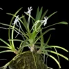 Vanda falcata (Neofinetia falcata) – Buy Online | Sib Orchid Vanda falcata (Neofinetia falcata) orchid plant for sale