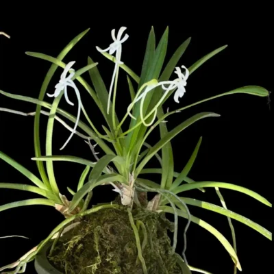 Vanda falcata (Neofinetia falcata)
