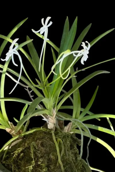 Vanda falcata (Neofinetia falcata)