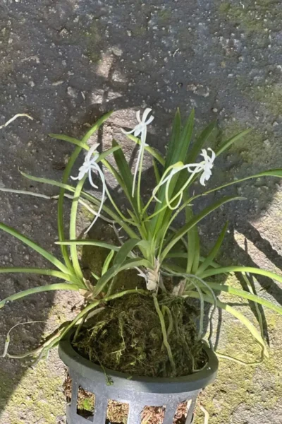 vanda falcata