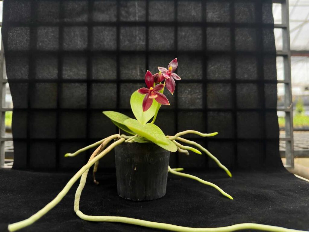 phalaenopsis cornu-cervi red