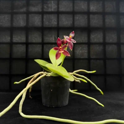 Phalaenopsis cornu-cervi ‘Red: Care guide – Buy Online | Sib Orchid phalaenopsis cornu-cervi red