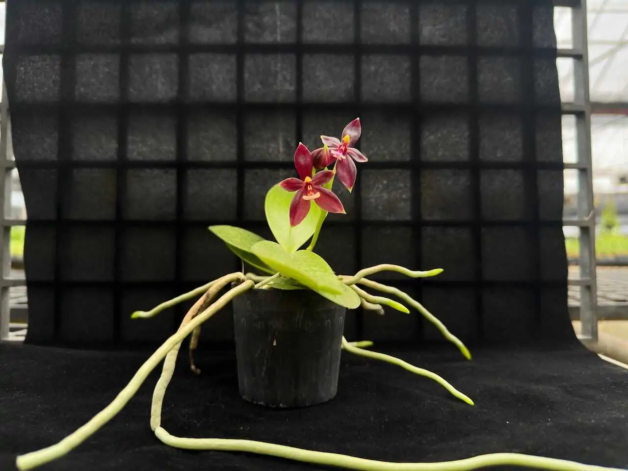 phalaenopsis cornu-cervi red