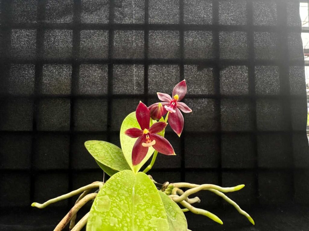 phalaenopsis cornu-cervi red