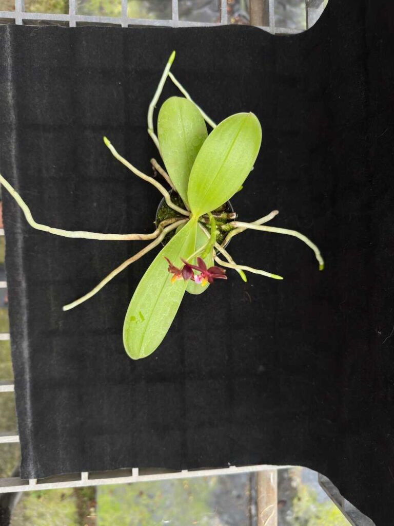 phalaenopsis cornu-cervi red