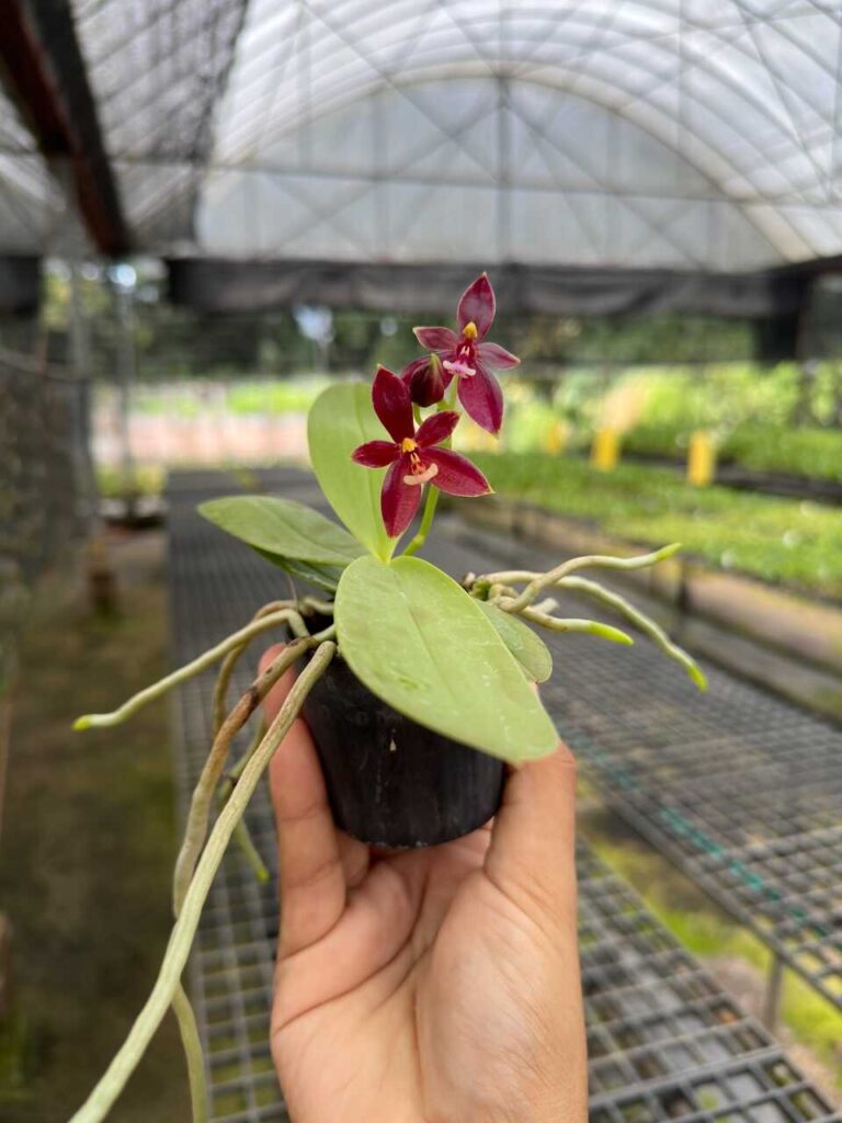 phalaenopsis cornu-cervi red