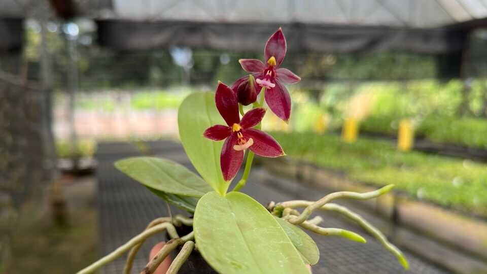 phalaenopsis cornu-cervi red