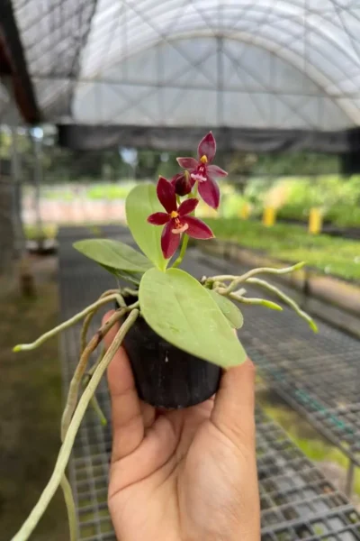 phalaenopsis cornu-cervi red