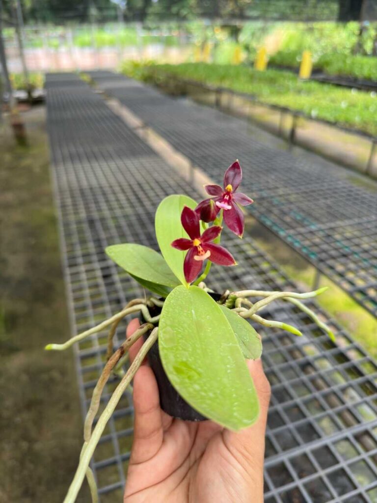 phalaenopsis cornu-cervi red