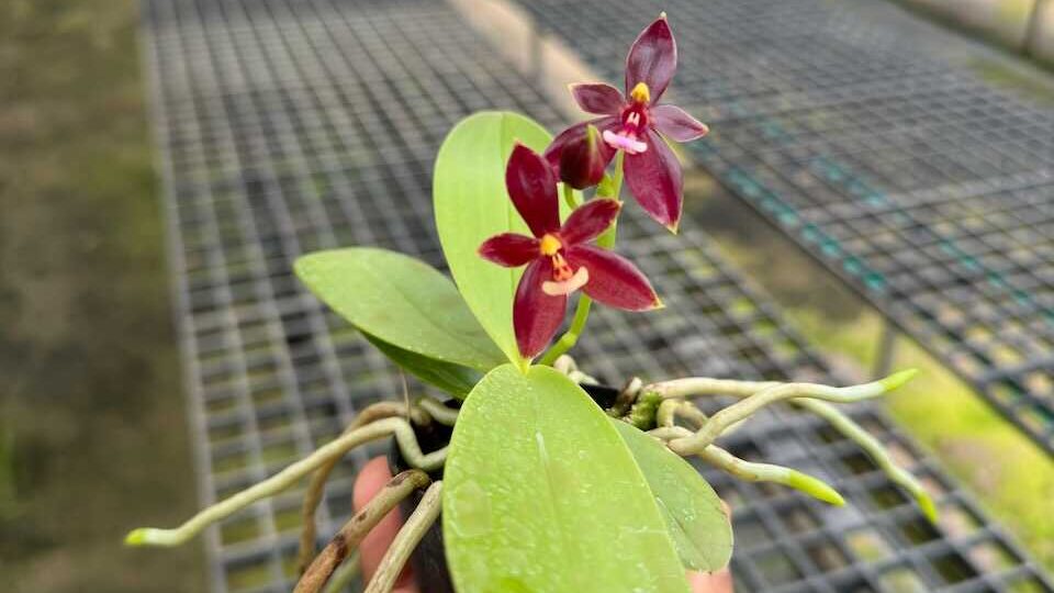 phalaenopsis cornu-cervi red