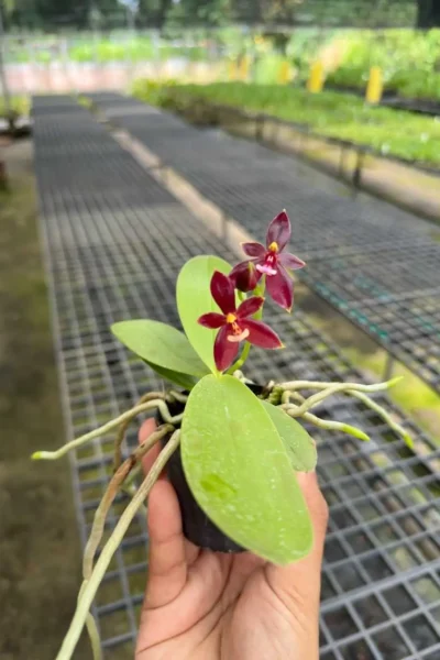 phalaenopsis cornu-cervi red