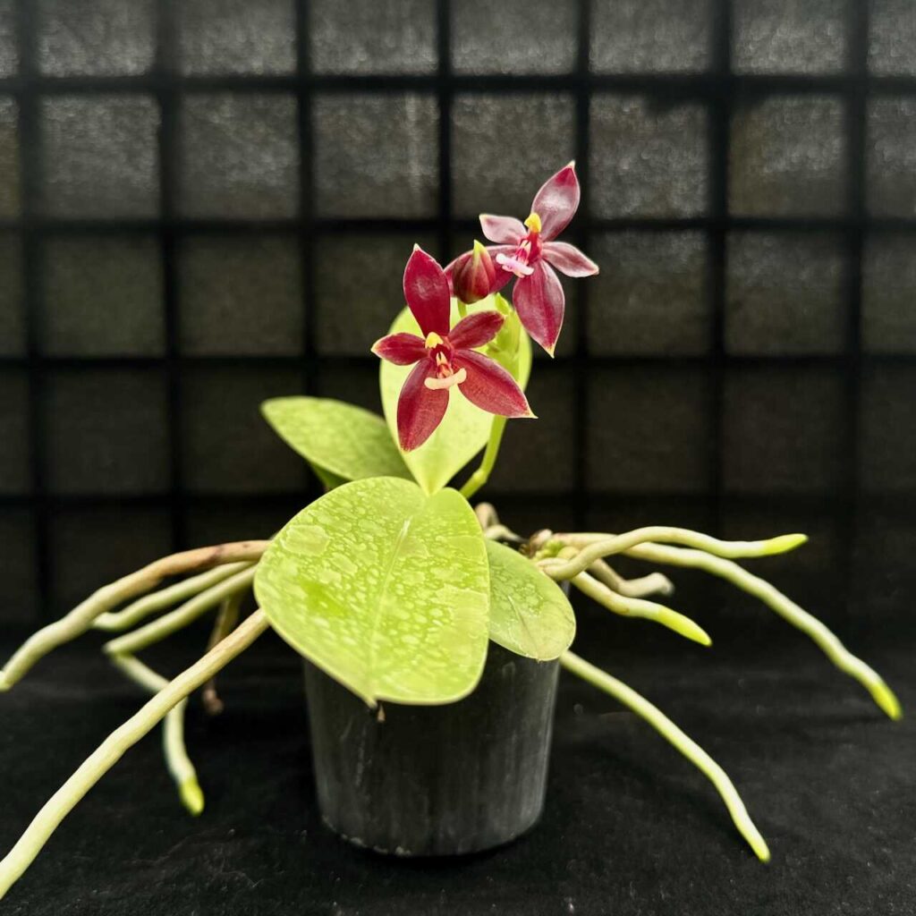 Phalaenopsis cornu-cervi ‘Red: Care guide orchid plant for sale