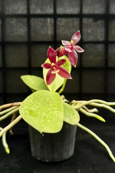 Phalaenopsis cornu-cervi Red