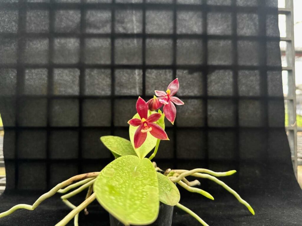 phalaenopsis cornu-cervi red