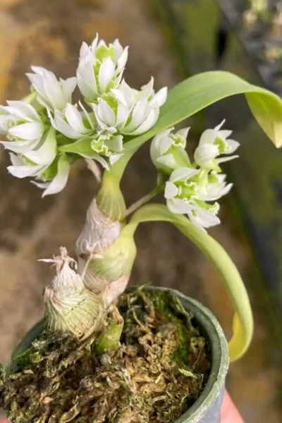 Dendrobium peguanum Alba