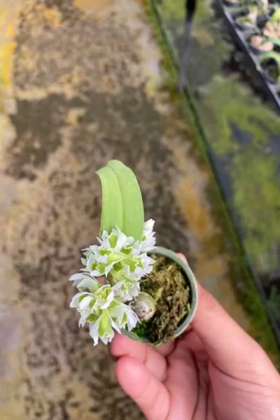 Dendrobium peguanum Alba