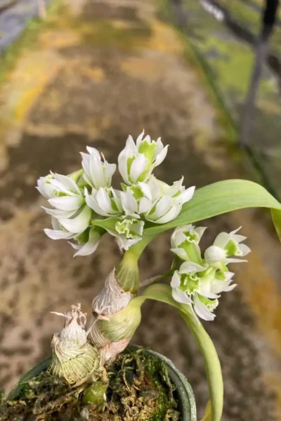 Dendrobium peguanum Alba