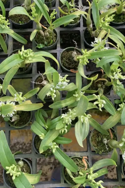 Dendrobium peguanum Alba