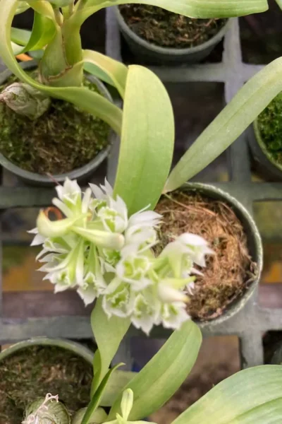 Dendrobium peguanum Alba