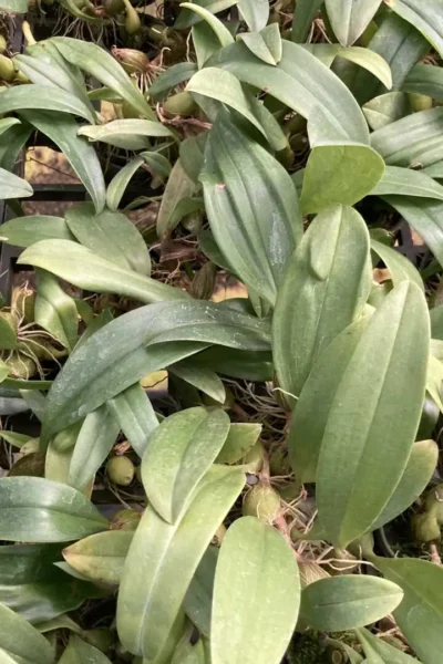 Bulbophyllum smitinandii