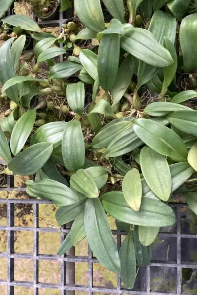 Bulbophyllum smitinandii