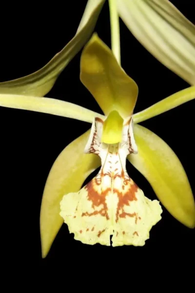 Coelogyne