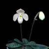 Paphiopedilum thaianum
