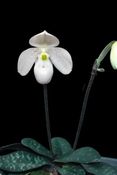 Paphiopedilum thaianum