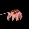 Bulbophyllum auratum Purple orchid plant for sale