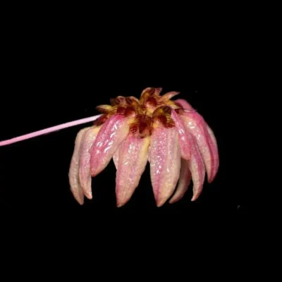 Bulbophyllum auratum Purple